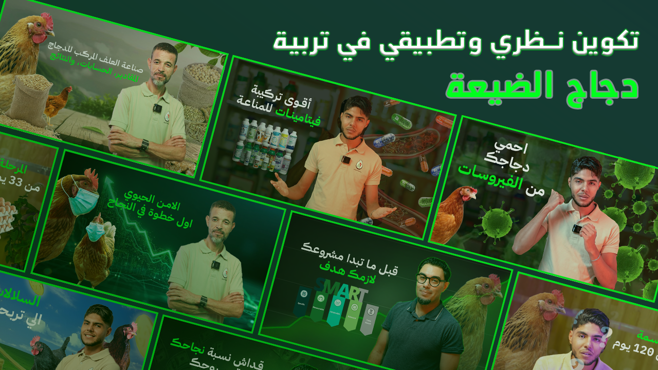 التكوين النظري والتطبيقي في تربية دجاج الضيعة